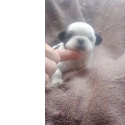 Shih-tzu shih-tzu mini com pedigree Braga Barcelos