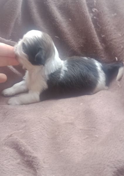 shih-tzu mini com pedigree