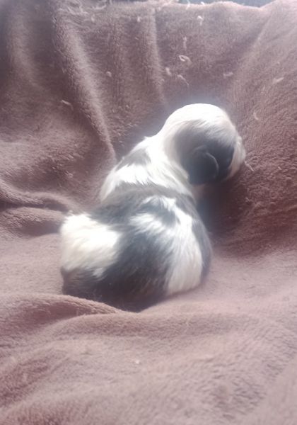 shih-tzu mini com pedigree