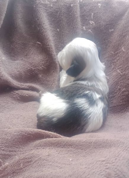 shih-tzu mini com pedigree