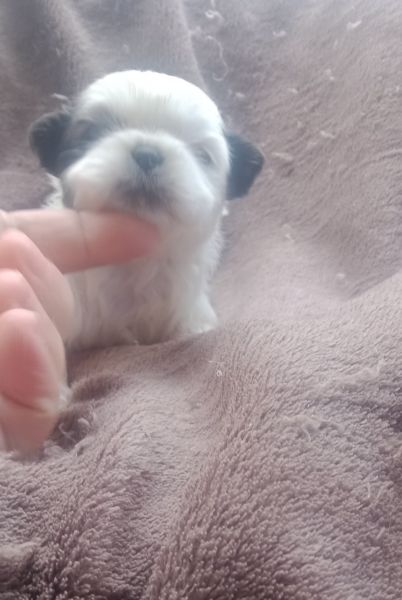 shih-tzu mini com pedigree