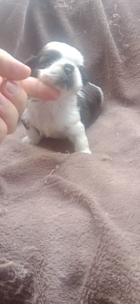 shih-tzu mini com pedigree
