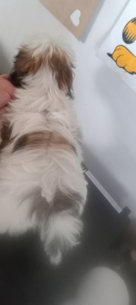 shih-tzu fmea mini com pedigree