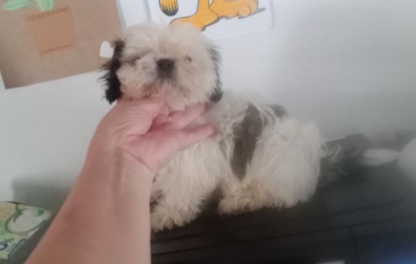 shih-tzu fmea mini com pedigree