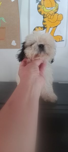 shih-tzu fmea mini com pedigree