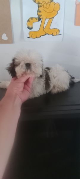 shih-tzu fmea mini com pedigree