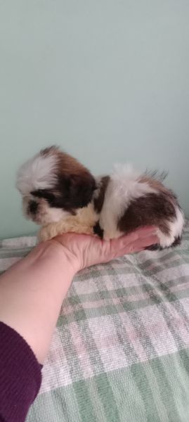 shih-tzu mini com pedigree