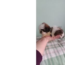 Shih-tzu shih-tzu mini com pedigree Braga Barcelos