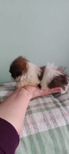 shih-tzu mini com pedigree