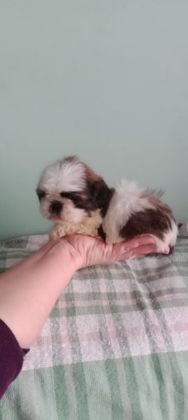 shih-tzu mini com pedigree