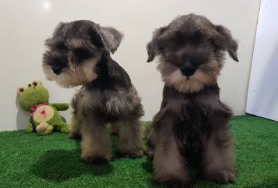 Schnauzer Miniatura machos vacinados