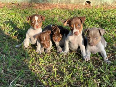 Filhotes de Fox paulistinha terrier brasileiro Filhotes de Fox paulistinha terrier brasileiro