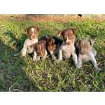 Fox Paulistinha Filhotes de Fox paulistinha terrier brasileiro