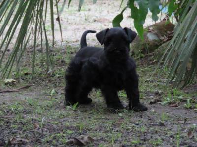 Schnauzer Miniatura Filhote Macho Preto Canil Tajj Mahall lindssimo Microchipado Curitiba
