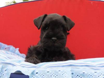 Schnauzer Miniatura Filhote Macho Preto Canil Tajj Mahall lindssimo Microchipado Curitiba