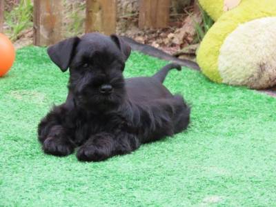 Schnauzer Miniatura Filhote Macho Preto Canil Tajj Mahall lindssimo Microchipado Curitiba