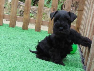 Schnauzer Miniatura Filhote Macho Preto Canil Tajj Mahall lindssimo Microchipado Curitiba