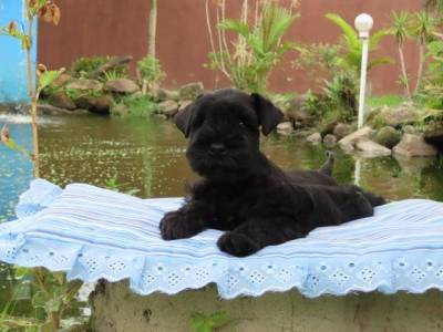 Schnauzer Miniatura Filhote Macho Preto Canil Tajj Mahall lindssimo Microchipado Curitiba