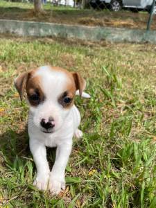 VENHA BUSCAR O SEU JACK RUSSEL COM A GENTE AQUI SEU FILHOTE  CRIADO POR MDICA VETERINRIA