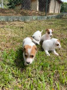 VENHA BUSCAR O SEU JACK RUSSEL COM A GENTE AQUI SEU FILHOTE  CRIADO POR MDICA VETERINRIA