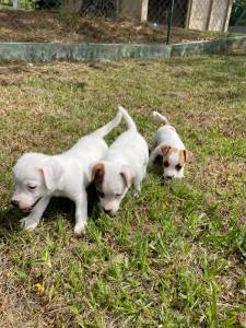 VENHA BUSCAR O SEU JACK RUSSEL COM A GENTE AQUI SEU FILHOTE  CRIADO POR MDICA VETERINRIA