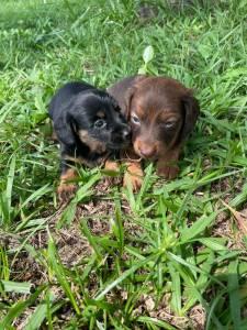NASCERAM TECKELS EM DIFERENTES CORES E PELAGENS CES CRIADOS POR MDICA VETERINRIA