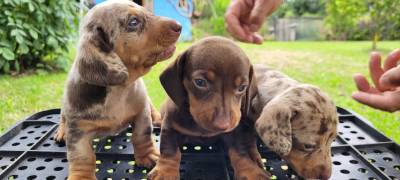 NASCERAM TECKELS EM DIFERENTES CORES E PELAGENS CES CRIADOS POR MDICA VETERINRIA