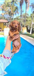 FILHOTE DE BASSET TECKEL MACHO DOURADO