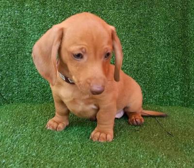 FILHOTE DE BASSET TECKEL MACHO DOURADO