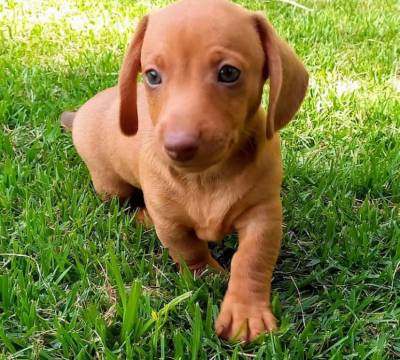 FILHOTE DE BASSET TECKEL MACHO DOURADO