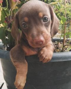 FILHOTE DE BASSET TECKEL MACHO CHOCOLATE
