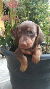 FILHOTE DE BASSET TECKEL MACHO CHOCOLATE