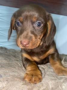FILHOTE DE BASSET TECKEL MACHO CHOCOLATE
