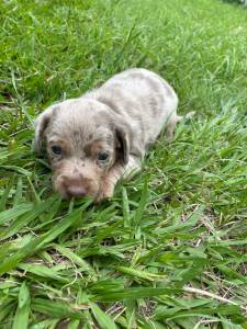 ESTAMOS COM TECKELS EM DIVERSAS CORES INCLUSIVE CHOCOLATE CRIAO VETERINRIA