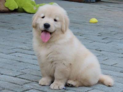 Golden Retriever Filhote Macho Genunamente do Canil Tajj Mahall Microchip Curitiba Vacina importad