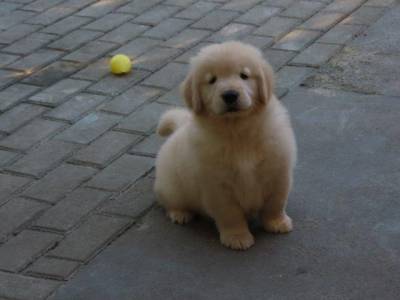Golden Retriever Filhote Macho Genunamente do Canil Tajj Mahall Microchip Curitiba Vacina importad