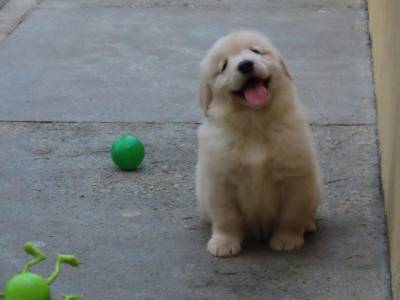 Golden Retriever Filhote Macho Genunamente do Canil Tajj Mahall Microchip Curitiba Vacina importad