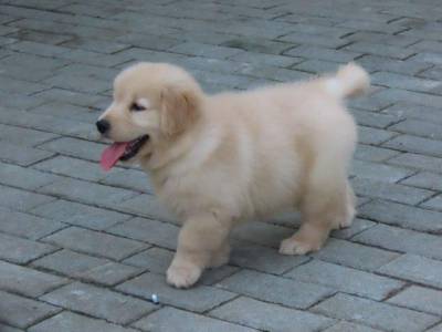 Golden Retriever Filhote Macho Genunamente do Canil Tajj Mahall Microchip Curitiba Vacina importad