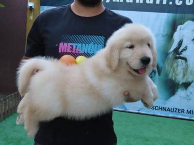 Golden Retriever Filhote Macho Genunamente do Canil Tajj Mahall Microchip Curitiba Vacina importad