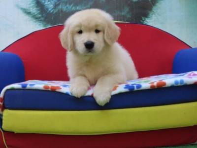 Golden Retriever Filhote Macho Maravilhoso Tajj Mahall Microchip Curitiba Vacina importada