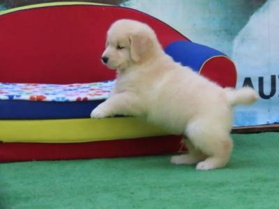 Golden Retriever Filhote Macho Maravilhoso Tajj Mahall Microchip Curitiba Vacina importada