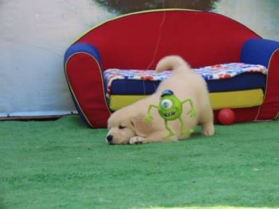 Golden Retriever Filhote Macho Maravilhoso Tajj Mahall Microchip Curitiba Vacina importada