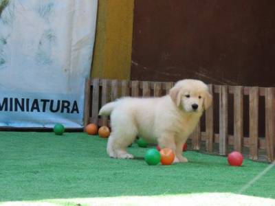 Golden Retriever Filhote Macho Maravilhoso Tajj Mahall Microchip Curitiba Vacina importada