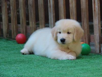 Golden Retriever Filhote Macho Maravilhoso Tajj Mahall Microchip Curitiba Vacina importada