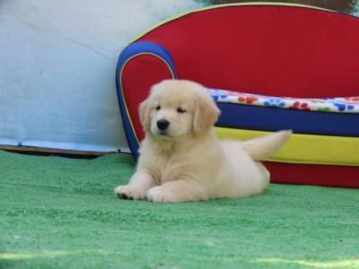 Golden Retriever Filhote Macho Maravilhoso Tajj Mahall Microchip Curitiba Vacina importada