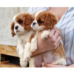 Cavalier King Charles Cavalier King Charles Spaniel Aveiro Ovar