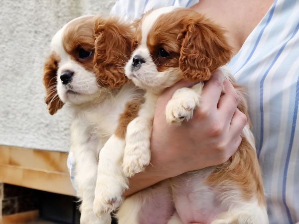 Cavalier King Charles Spaniel