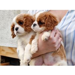 Cavalier King Charles Cavalier King Charles Spaniel Aveiro Ovar