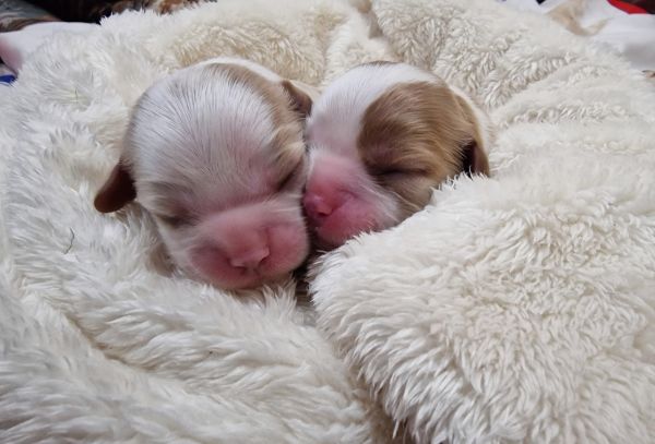 Cavalier King Charles Spaniel