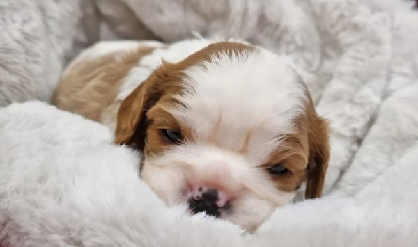 Cavalier King Charles Spaniel